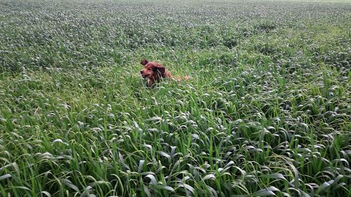 Monkey on field