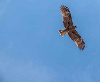 Low angle view of eagle flying against clear blue sky