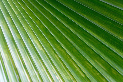 Full frame shot of palm leaves