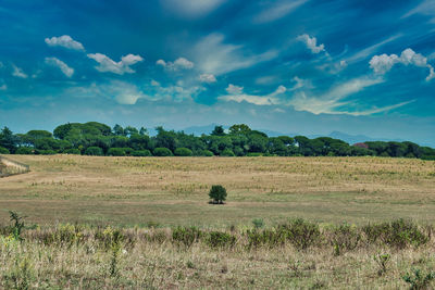 Scenic view of field against sky