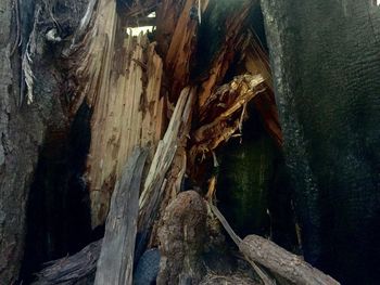 View of tree trunk