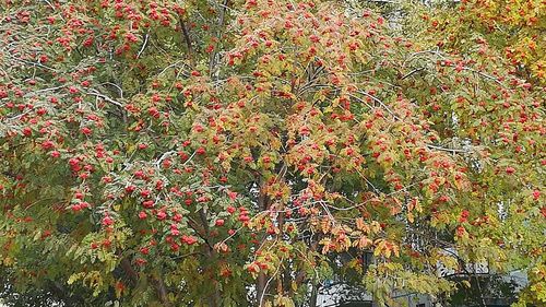 Close-up of red flowers growing on tree