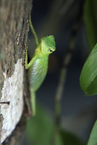 Close-up of lizard on tree trunk