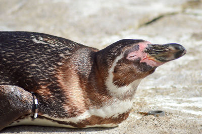 Close-up of penguin