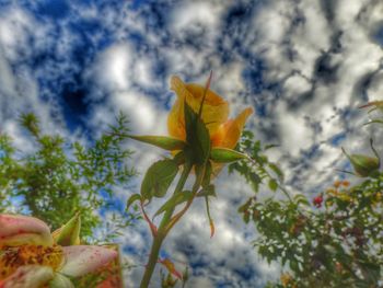 Low angle view of flower growing on plant against cloudy sky