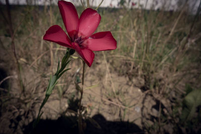 Close-up of pink flower on field