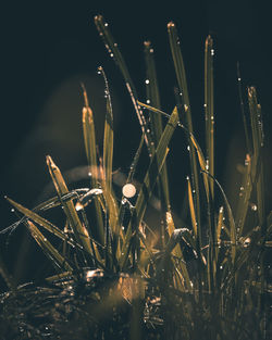 Close-up of wet grass on field at night