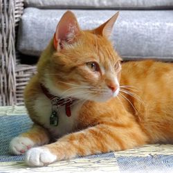 Portrait of ginger cat