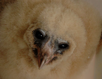 Close-up portrait of owl