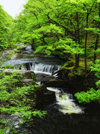 Close-up of water flowing over trees