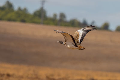 Bird flying over field