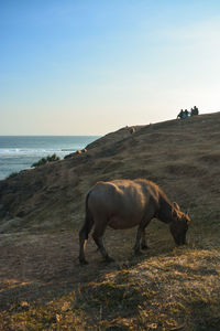 Horses in the sea