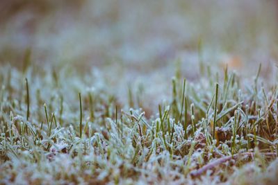 Close-up of grass on field during winter