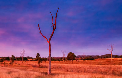 Bare tree on field against sky