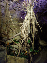 Close-up of tree trunk