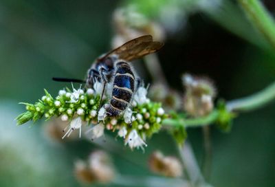 Close-up of insect on plant