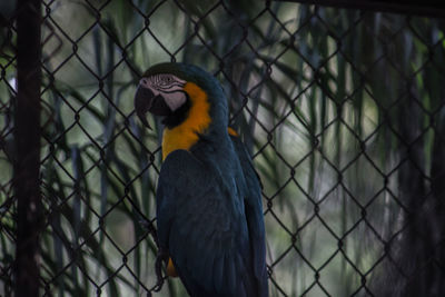 Full frame shot of chainlink fence