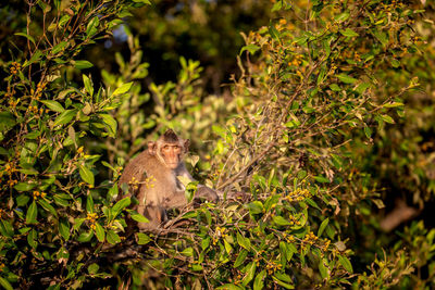 Monkey in a forest