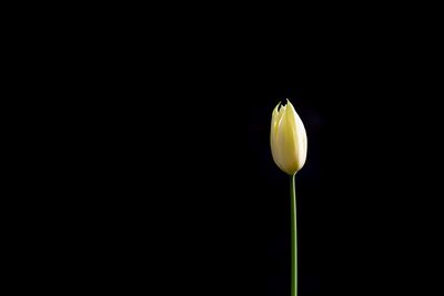 Close-up of flowering plant against black background