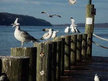 Seagulls perching on pier