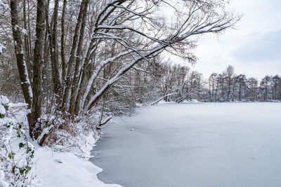 Bare trees on snow covered land