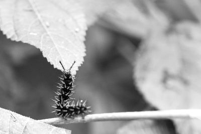 Close-up of plant against blurred background