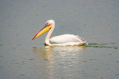 Pelican on lake