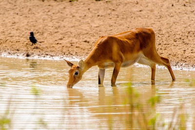 View of deer drinking water