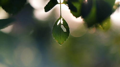 Close-up of leaf hanging on tree