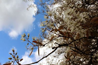 Low angle view of cherry blossoms in spring