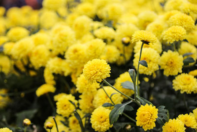 Close-up of fresh yellow flowers