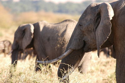 Elephant in a field