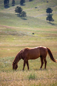 Horse grazing on field