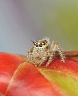 Close-up of spider