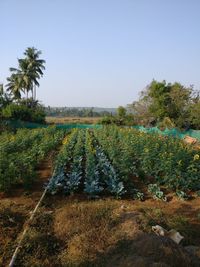 Plants growing on land against sky