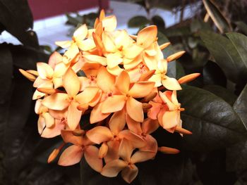 Close-up of frangipani blooming outdoors