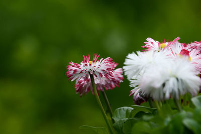 Close-up of pink flowers