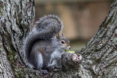 Close-up of squirrel on tree trunk