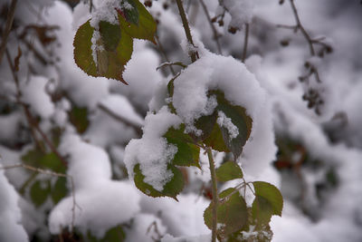 Close-up of snow covered leaves during winter
