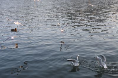 High angle view of swans swimming on lake