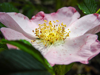 Close-up of pink flower