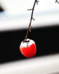 Close-up of strawberry hanging