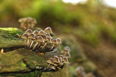 Close-up of mushroom growing on field