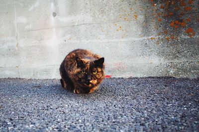 Cat looking away