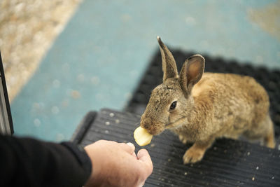 Wild rabbit can be fed