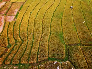 Aerial panorama of agrarian rice fields landscape like a terraced rice fields ubud bali indonesia