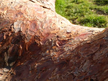 Close-up of lizard on tree trunk