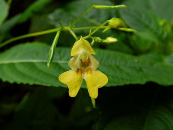 Close-up of yellow flowers