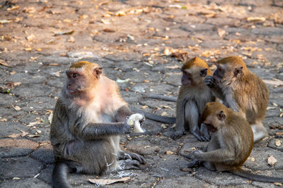 Monkeys sitting on field