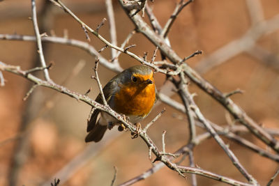 Close-up of bird perching on branch. a robin bird rotkehlchen erithacus rubecula muscicapidae 